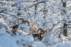 0060_Appennino_2020_029_cpy