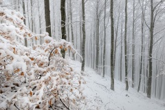 0130_Appennino-2012_009_cpy