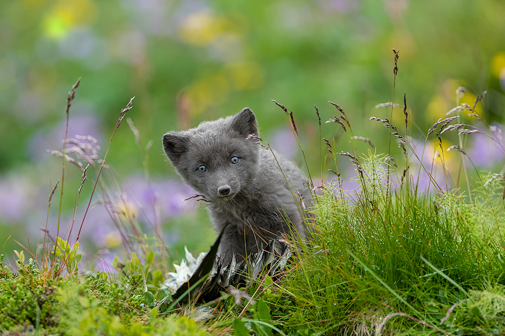 Arctic fox